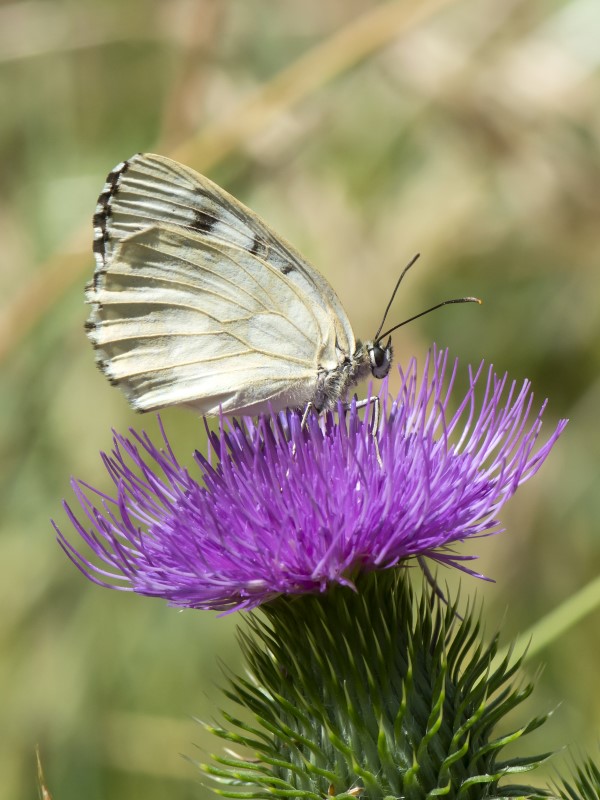 Melanargia galathea forma leucomelas